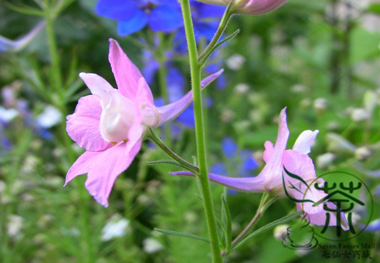 Consolida Ajacis, Rocket Larkspur Seed 3000 PCS, Fei Yan Cao