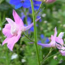 Consolida Ajacis, Rocket Larkspur Seed 3000 PCS, Fei Yan Cao