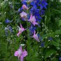 Consolida Ajacis, Rocket Larkspur Seed 3000 PCS, Fei Yan Cao