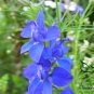 Consolida Ajacis, Rocket Larkspur Seed 3000 PCS, Fei Yan Cao
