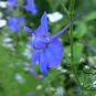 Consolida Ajacis, Rocket Larkspur Seed 3000 PCS, Fei Yan Cao