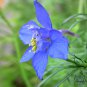 Consolida Ajacis, Rocket Larkspur Seed 3000 PCS, Fei Yan Cao