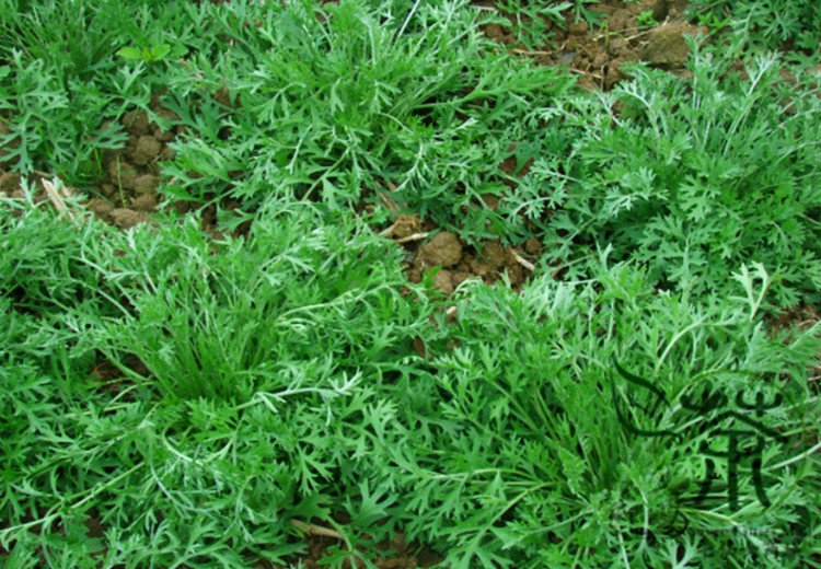 Common Pyrethrum, Pyrethrum Cinerariifolium Seed 2000 PCS, Chuchongju