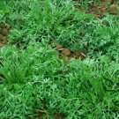 Common Pyrethrum, Pyrethrum Cinerariifolium Seed 2000 PCS, Chuchongju
