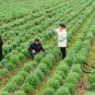 Common Pyrethrum, Pyrethrum Cinerariifolium Seed 2000 PCS, Chuchongju