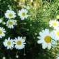 Common Pyrethrum, Pyrethrum Cinerariifolium Seed 2000 PCS, Chuchongju