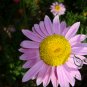 Common Pyrethrum, Pyrethrum Cinerariifolium Seed 2000 PCS, Chuchongju