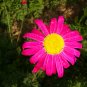 Common Pyrethrum, Pyrethrum Cinerariifolium Seed 2000 PCS, Chuchongju