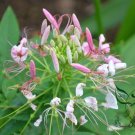 Cleome Hassleriana, Spider Flower Seed 2000 PCS, Pink Queen Zui Die Hua