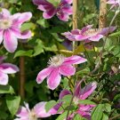 Clematis Florida, Clematis Hybridas Seed 1000 PCS, Tie Xian Lian