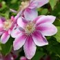 Clematis Florida, Clematis Hybridas Seed 1000 PCS, Tie Xian Lian