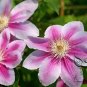 Clematis Florida, Clematis Hybridas Seed 1000 PCS, Tie Xian Lian