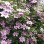 Clematis Florida, Clematis Hybridas Seed 1000 PCS, Tie Xian Lian