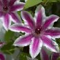 Clematis Florida, Clematis Hybridas Seed 1000 PCS, Tie Xian Lian