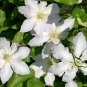 Clematis Florida, Clematis Hybridas Seed 1000 PCS, Tie Xian Lian