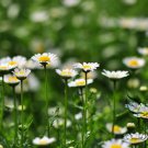 Chrysanthemum Paludosum, Chrysanthemum Parthenium Seed 3000 PCS, Baijing Ju