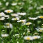 Chrysanthemum Paludosum, Chrysanthemum Parthenium Seed 3000 PCS, Baijing Ju