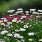 Chrysanthemum Paludosum, Chrysanthemum Parthenium Seed 3000 PCS, Baijing Ju