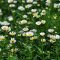 Chrysanthemum Paludosum, Chrysanthemum Parthenium Seed 3000 PCS, Baijing Ju