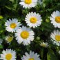 Chrysanthemum Paludosum, Chrysanthemum Parthenium Seed 3000 PCS, Baijing Ju