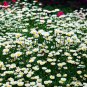 Chrysanthemum Paludosum, Chrysanthemum Parthenium Seed 3000 PCS, Baijing Ju
