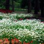 Chrysanthemum Paludosum, Chrysanthemum Parthenium Seed 3000 PCS, Baijing Ju