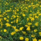 Chrysanthemum Multicaule, Yellow Daisy Seed 3000 PCS, Huangjing Ju