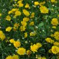 Chrysanthemum Multicaule, Yellow Daisy Seed 3000 PCS, Huangjing Ju