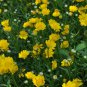 Chrysanthemum Multicaule, Yellow Daisy Seed 3000 PCS, Huangjing Ju