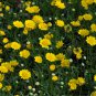 Chrysanthemum Multicaule, Yellow Daisy Seed 3000 PCS, Huangjing Ju