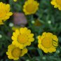 Chrysanthemum Multicaule, Yellow Daisy Seed 3000 PCS, Huangjing Ju