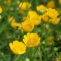 Chrysanthemum Multicaule, Yellow Daisy Seed 3000 PCS, Huangjing Ju