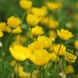 Chrysanthemum Multicaule, Yellow Daisy Seed 3000 PCS, Huangjing Ju