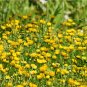 Chrysanthemum Multicaule, Yellow Daisy Seed 3000 PCS, Huangjing Ju