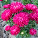 China Aster, Callistephus Chinensis Seed 2000 PCS, Cui Ju
