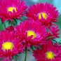 China Aster, Callistephus Chinensis Seed 2000 PCS, Cui Ju