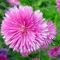 China Aster, Callistephus Chinensis Seed 2000 PCS, Cui Ju