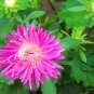 China Aster, Callistephus Chinensis Seed 2000 PCS, Cui Ju
