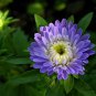 China Aster, Callistephus Chinensis Seed 2000 PCS, Cui Ju