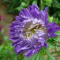 China Aster, Callistephus Chinensis Seed 2000 PCS, Cui Ju