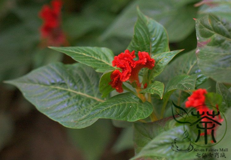 Celosia Cristata, Chi Kuan Cockscomb Seed 2000 PCS, Jiguan Hua