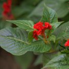 Celosia Cristata, Chi Kuan Cockscomb Seed 2000 PCS, Jiguan Hua
