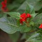 Celosia Cristata, Chi Kuan Cockscomb Seed 2000 PCS, Jiguan Hua