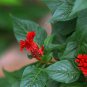 Celosia Cristata, Chi Kuan Cockscomb Seed 2000 PCS, Jiguan Hua