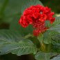 Celosia Cristata, Chi Kuan Cockscomb Seed 2000 PCS, Jiguan Hua