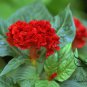 Celosia Cristata, Chi Kuan Cockscomb Seed 2000 PCS, Jiguan Hua