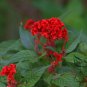 Celosia Cristata, Chi Kuan Cockscomb Seed 2000 PCS, Jiguan Hua