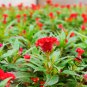 Celosia Cristata, Chi Kuan Cockscomb Seed 2000 PCS, Jiguan Hua