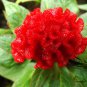 Celosia Cristata, Chi Kuan Cockscomb Seed 2000 PCS, Jiguan Hua