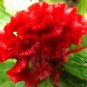 Celosia Cristata, Chi Kuan Cockscomb Seed 2000 PCS, Jiguan Hua